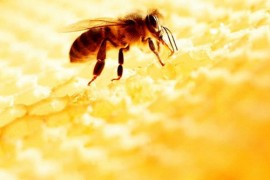 3种人忌吃蜂蜜 当心补药变毒药
